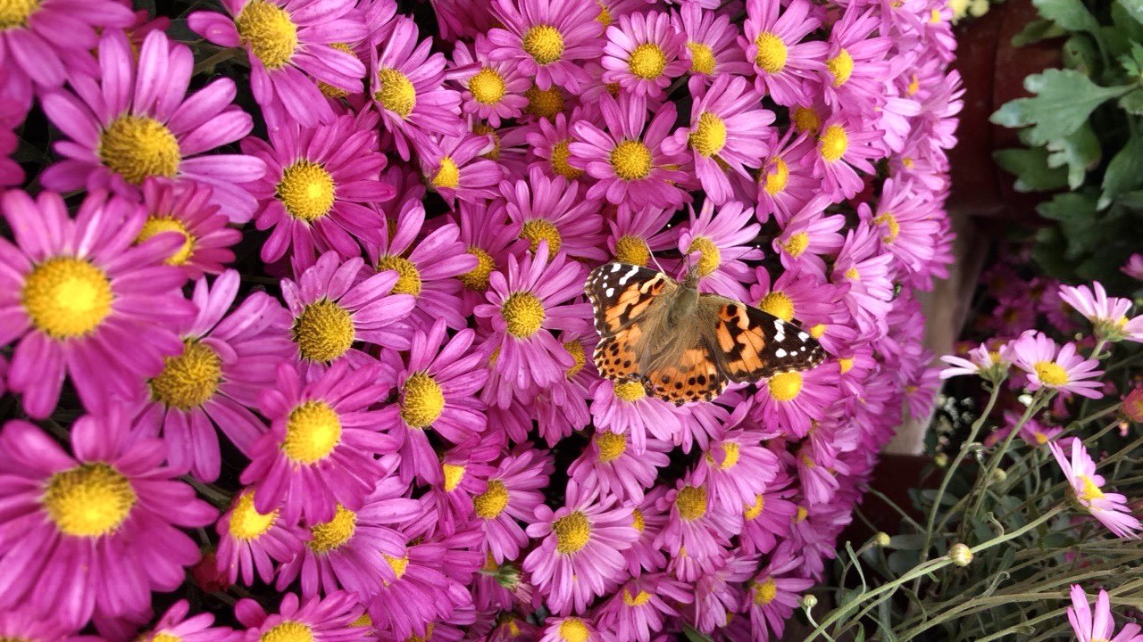 Garden Guide How to take care of Chrysanthemums