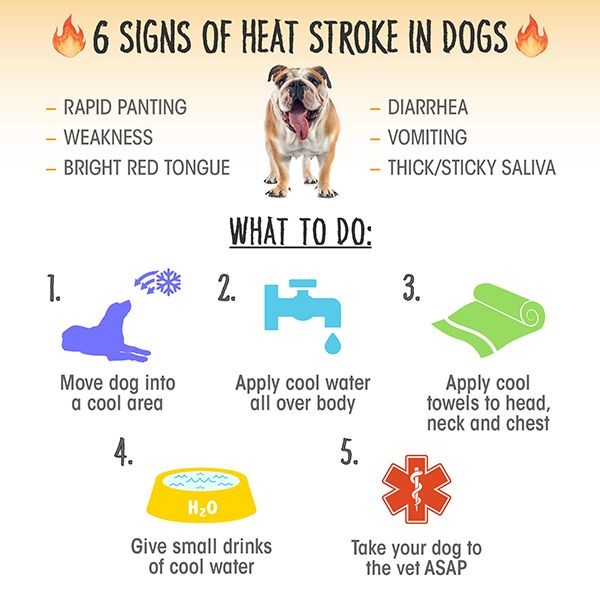 7 cool activities to do with your dog on hot summer days