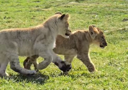 Screenshot 2026-03-30 084632