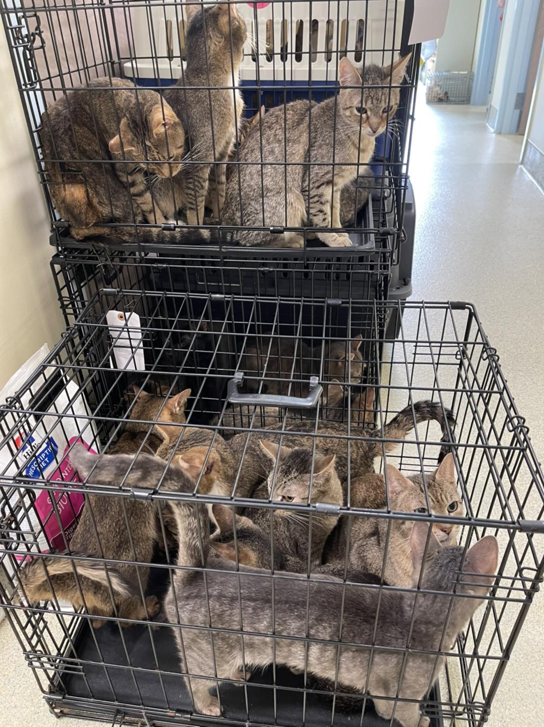 SPCA Westchester rescues more cats from Yorktown home where police