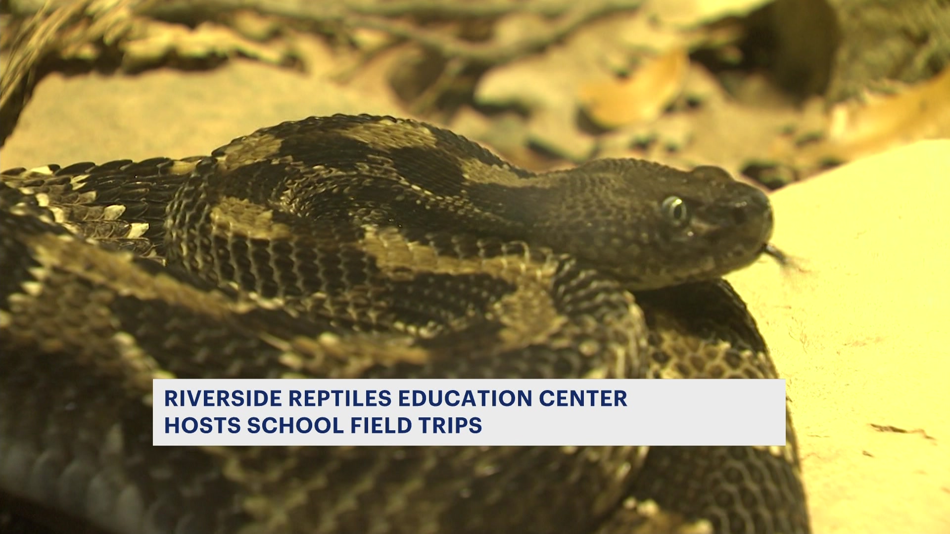 Road Trip Enfield education center offers up close view of unique reptiles