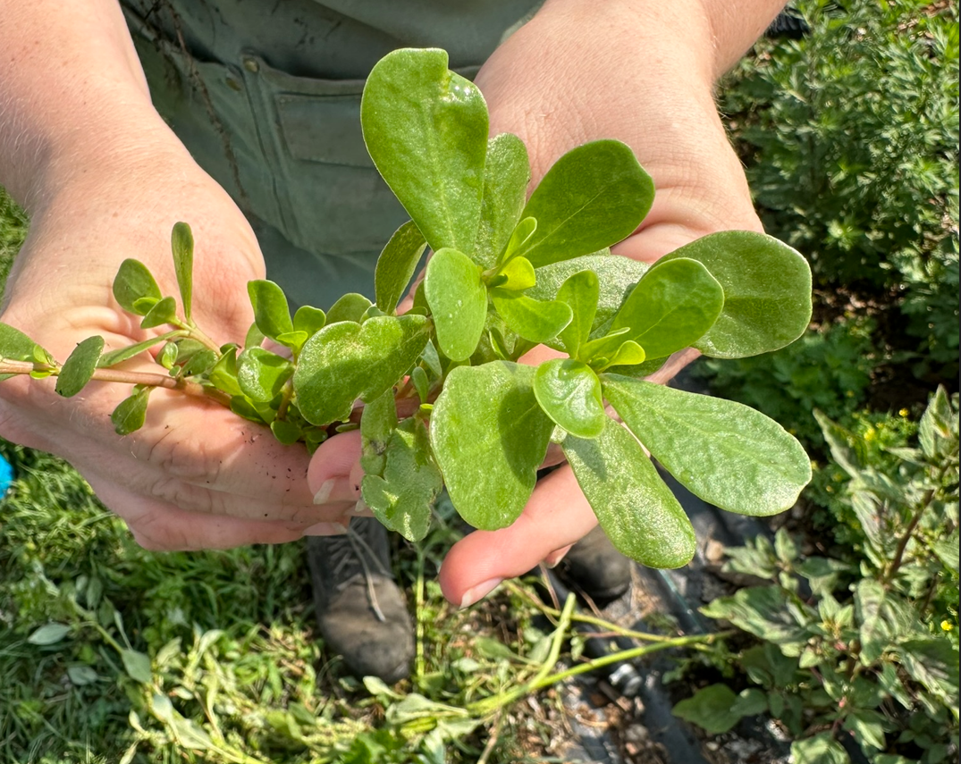 purslane.PNG