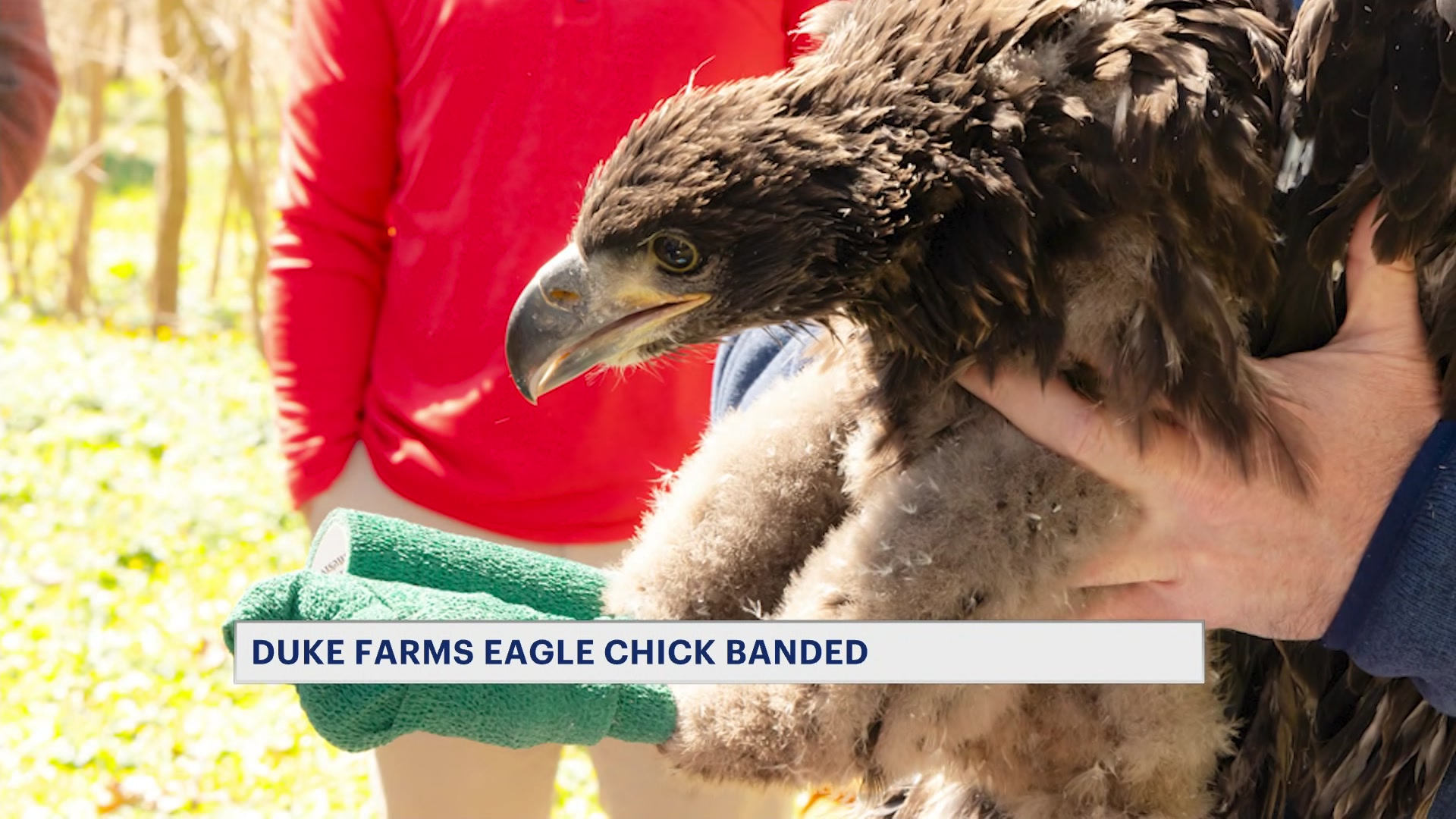 EaglesBanded12p_2026-04-10-12-31-28