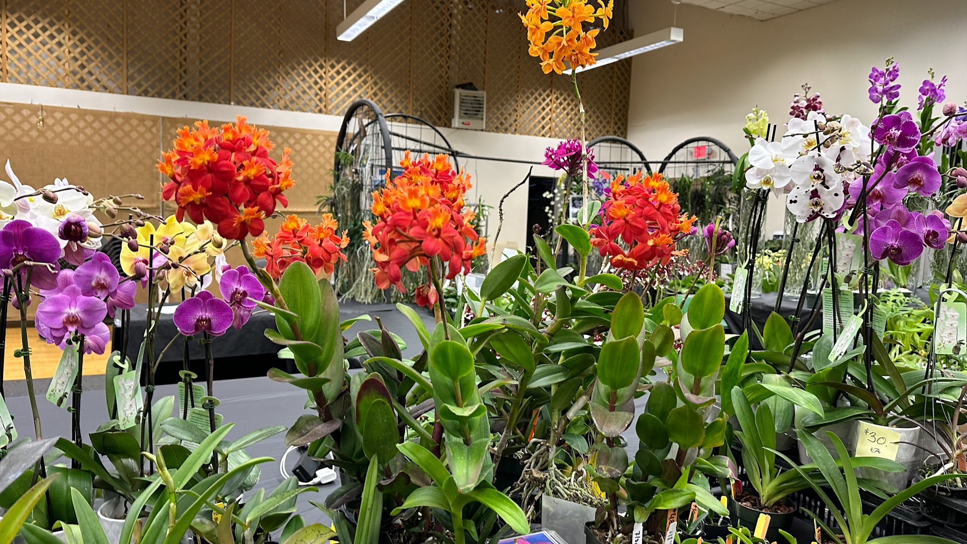 Long Island Orchid Festival 2025