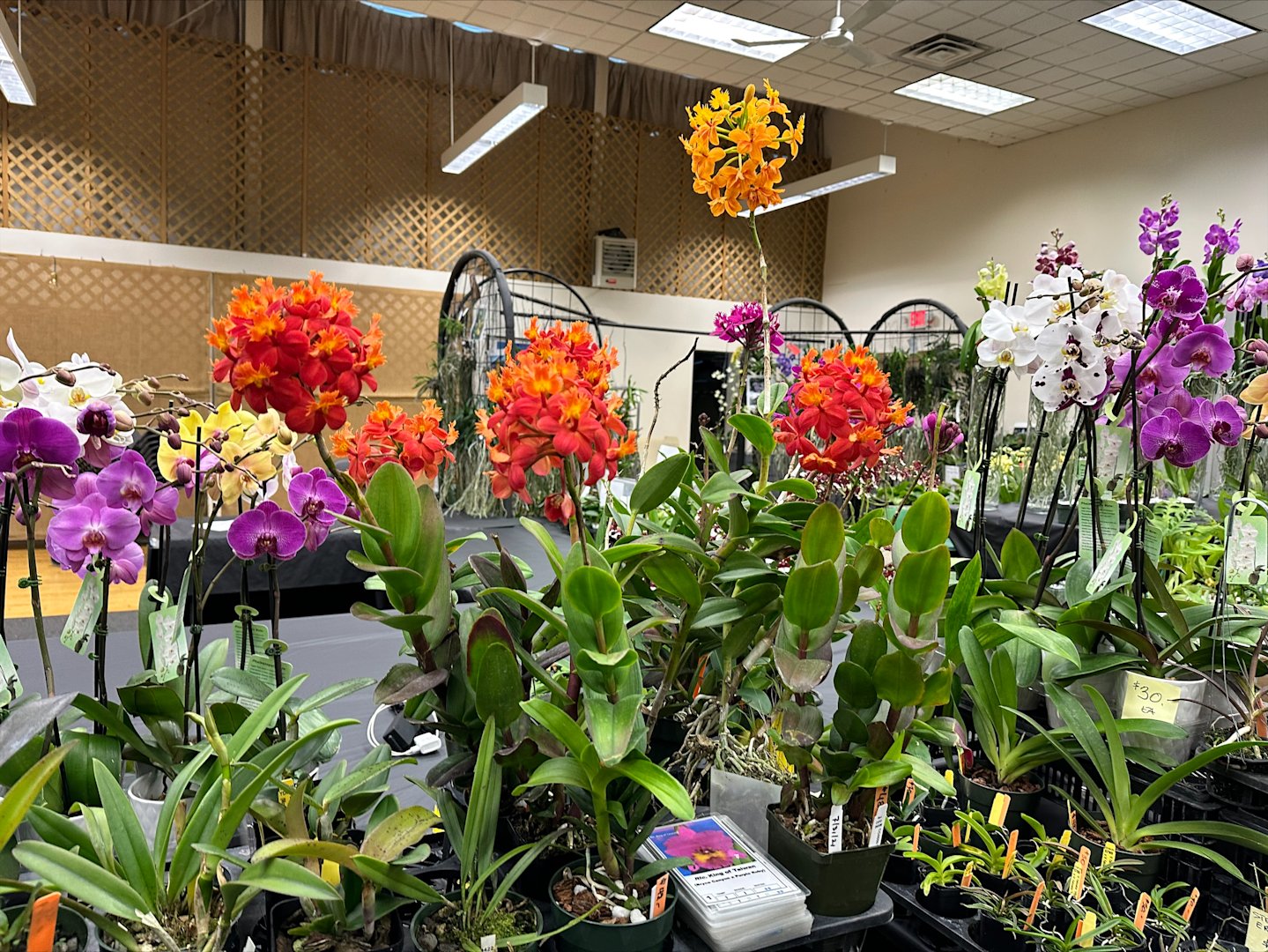 Long Island Orchid Festival being held this weekend at Planting Fields