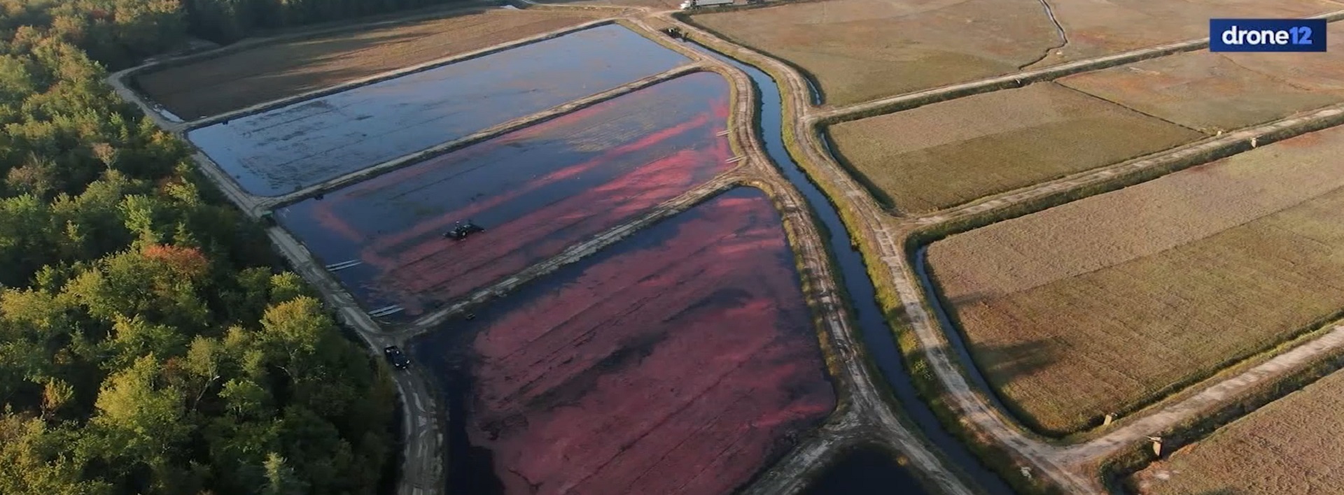 A cranberry harvest How is it done? We show you the process involving