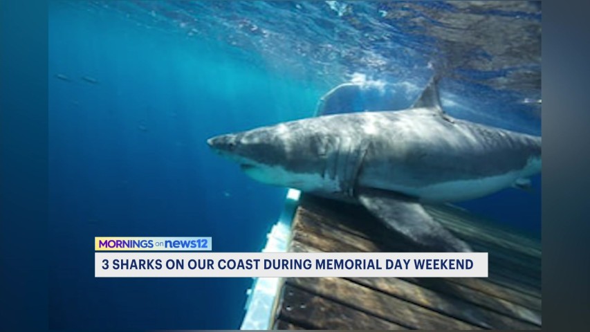 A 522-pound great white shark was tracked near Ocean City, N.J.