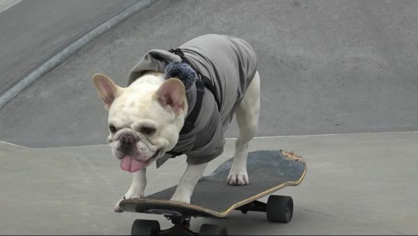 Dronning Demokrati dialekt Chico Blanco' the skateboarding french bulldog shows off tricks, talent