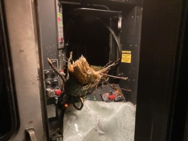 Tree in NJ Transit cab