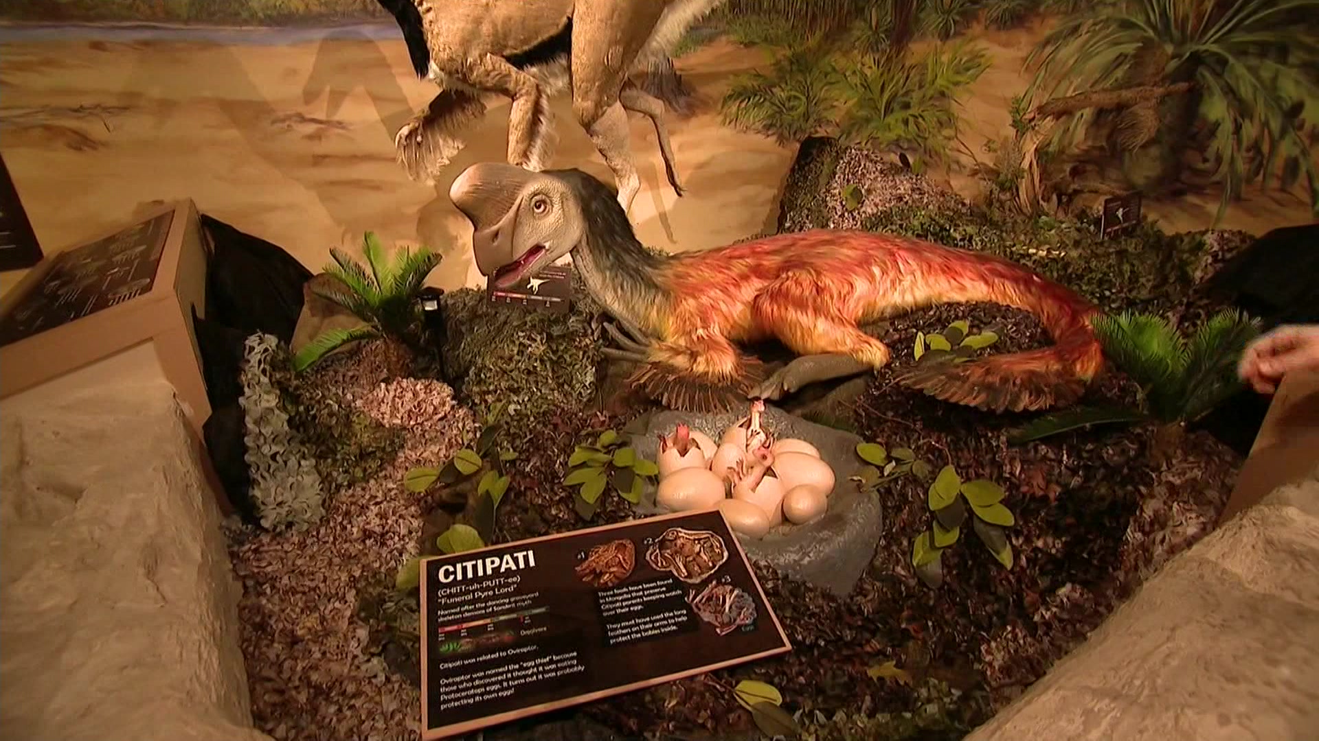 Go back to prehistoric times at the center for science teaching and