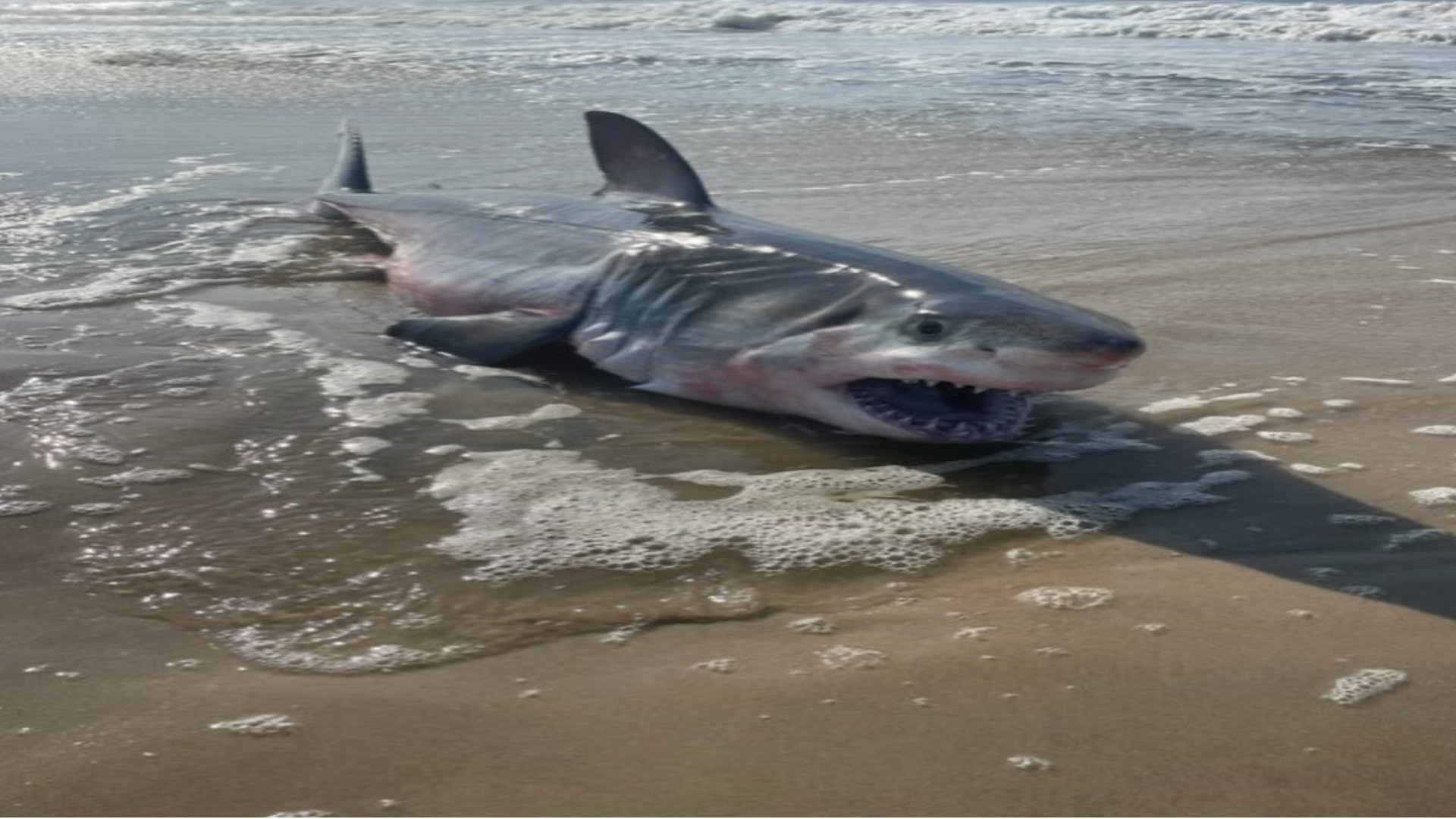 beached great white shark