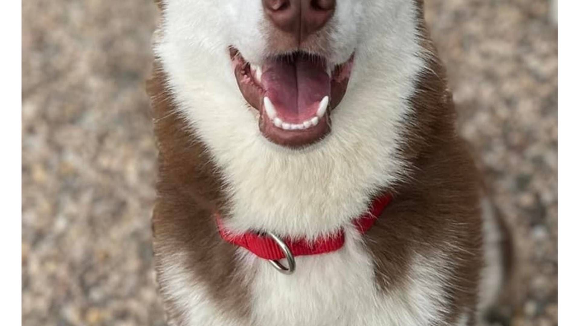 Missing Dog Found White Husky Utah Ksl Classified Ads Lost And