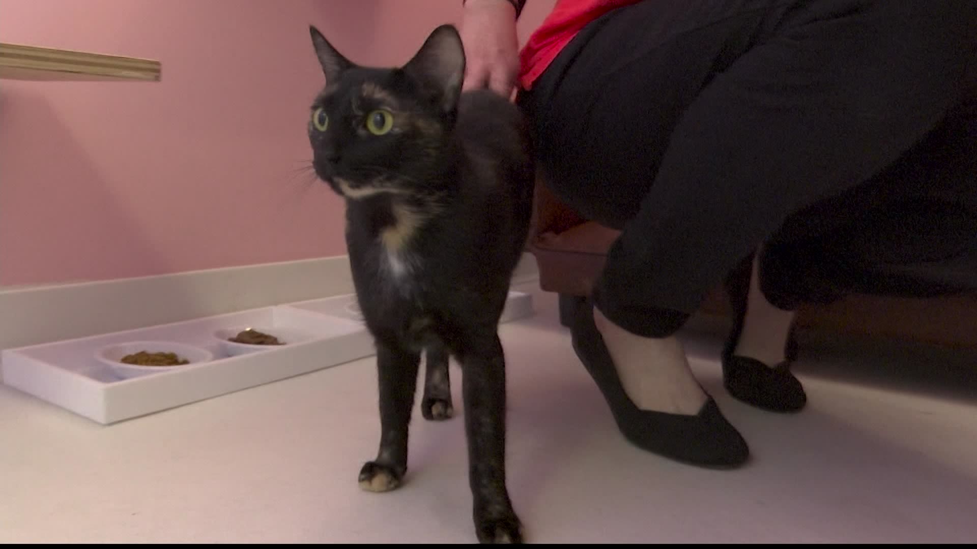 Feline great Happy Cat Hotel & Spa opens in Greenburgh