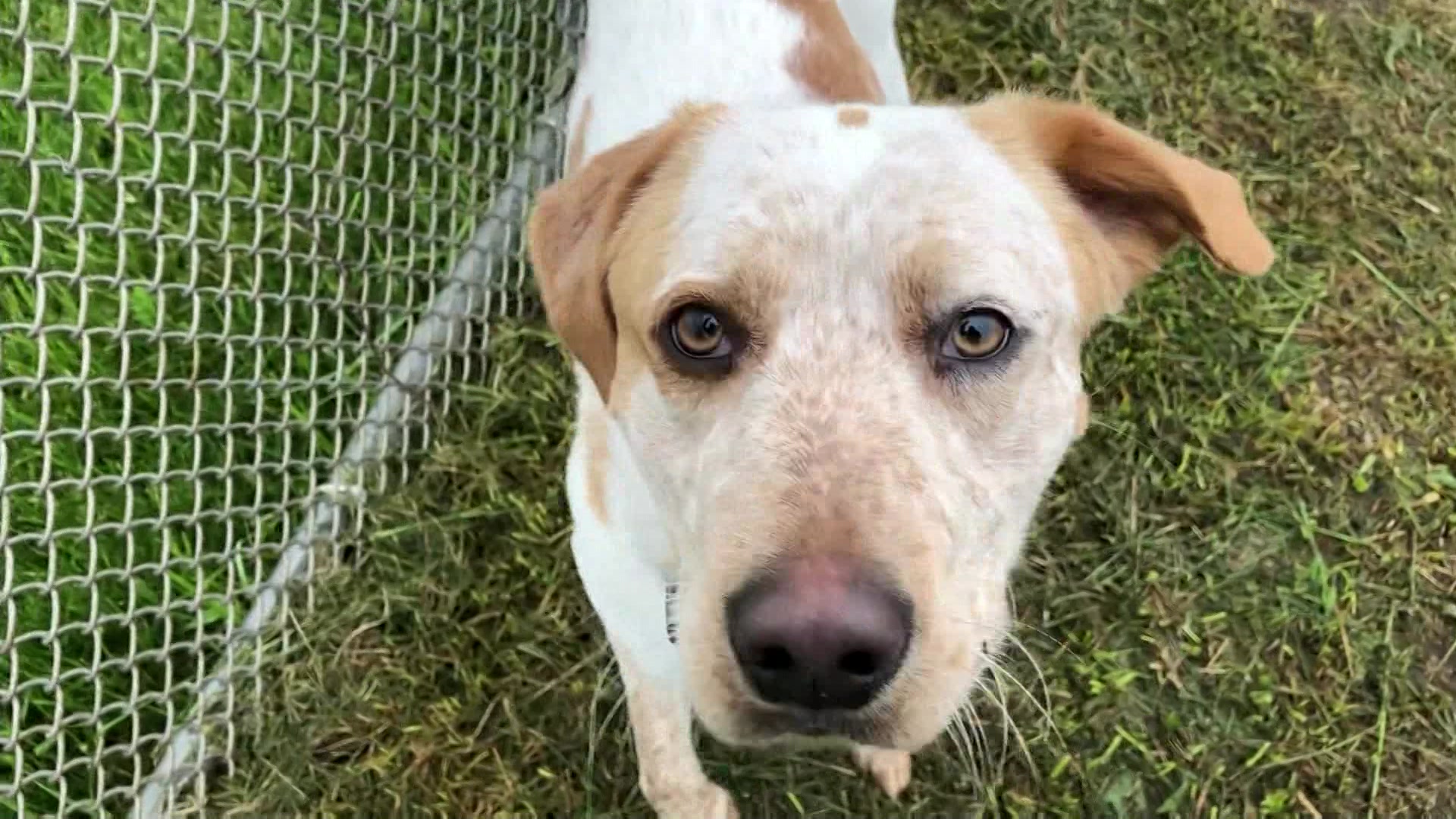 Paws & Pals Dogs up for adoption at Posh Pets Rescue on May 27