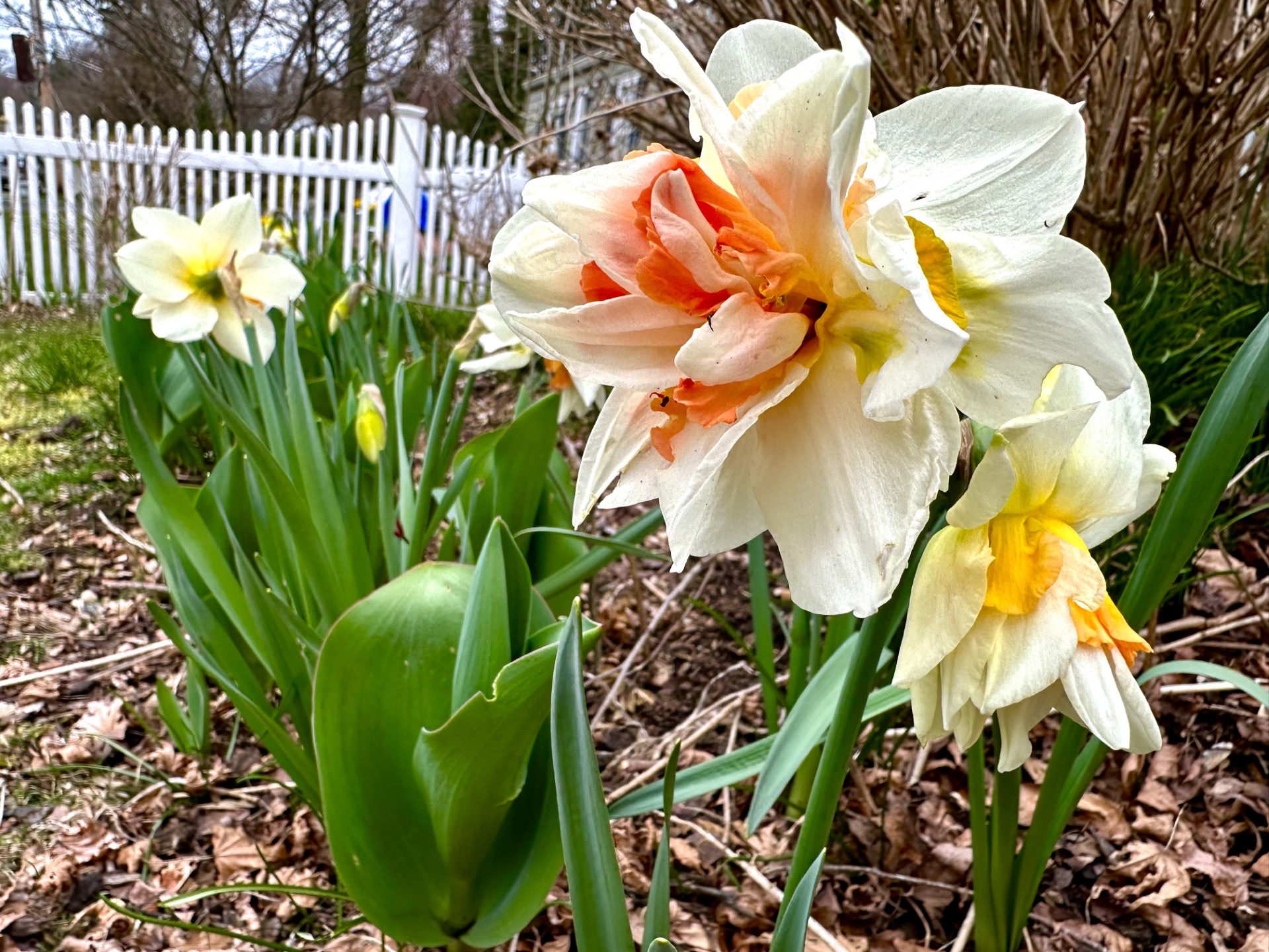 double flower daffodil.jpg