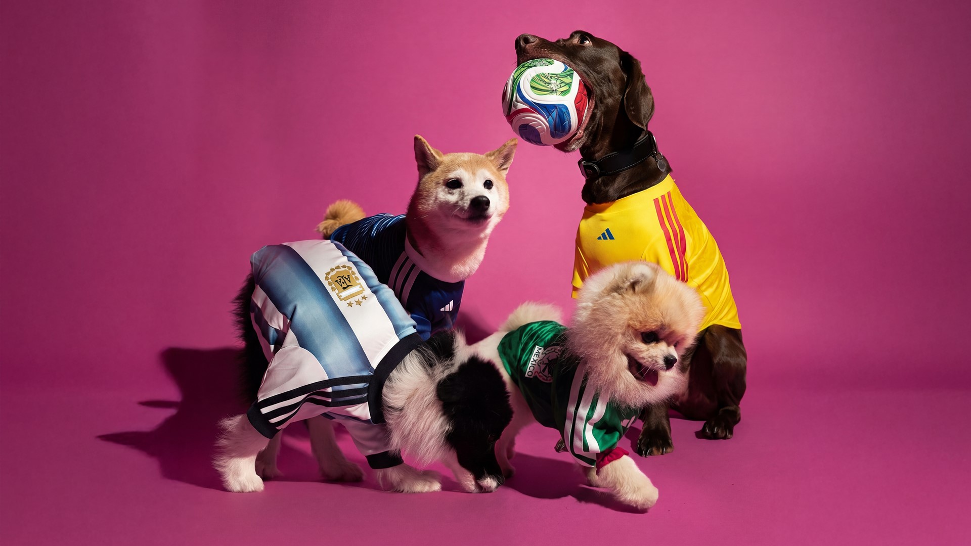 BIRDDOG バスケットボールユニフォーム 4 News 12 | Bronx | World Cup Fever Goes Fourlegged As Adidas Rolls