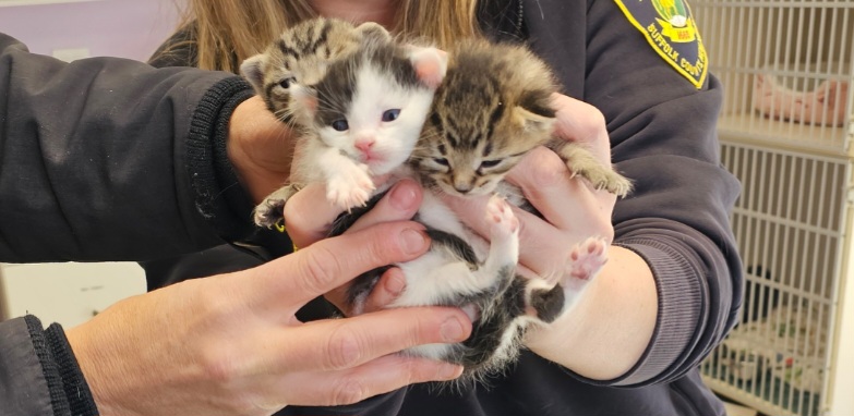 KITTENS