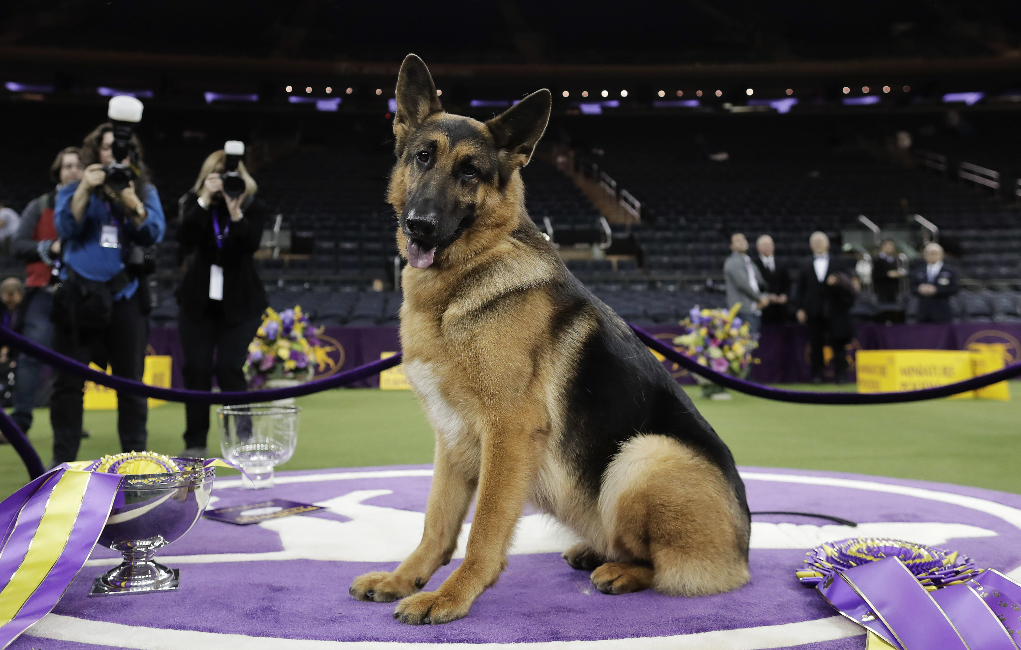 how much does it cost to go to westminster dog show