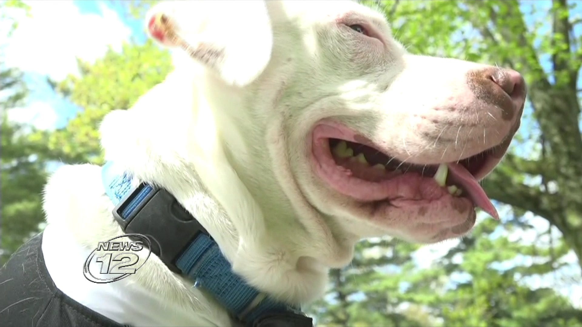 Article 116748 Thumbnail