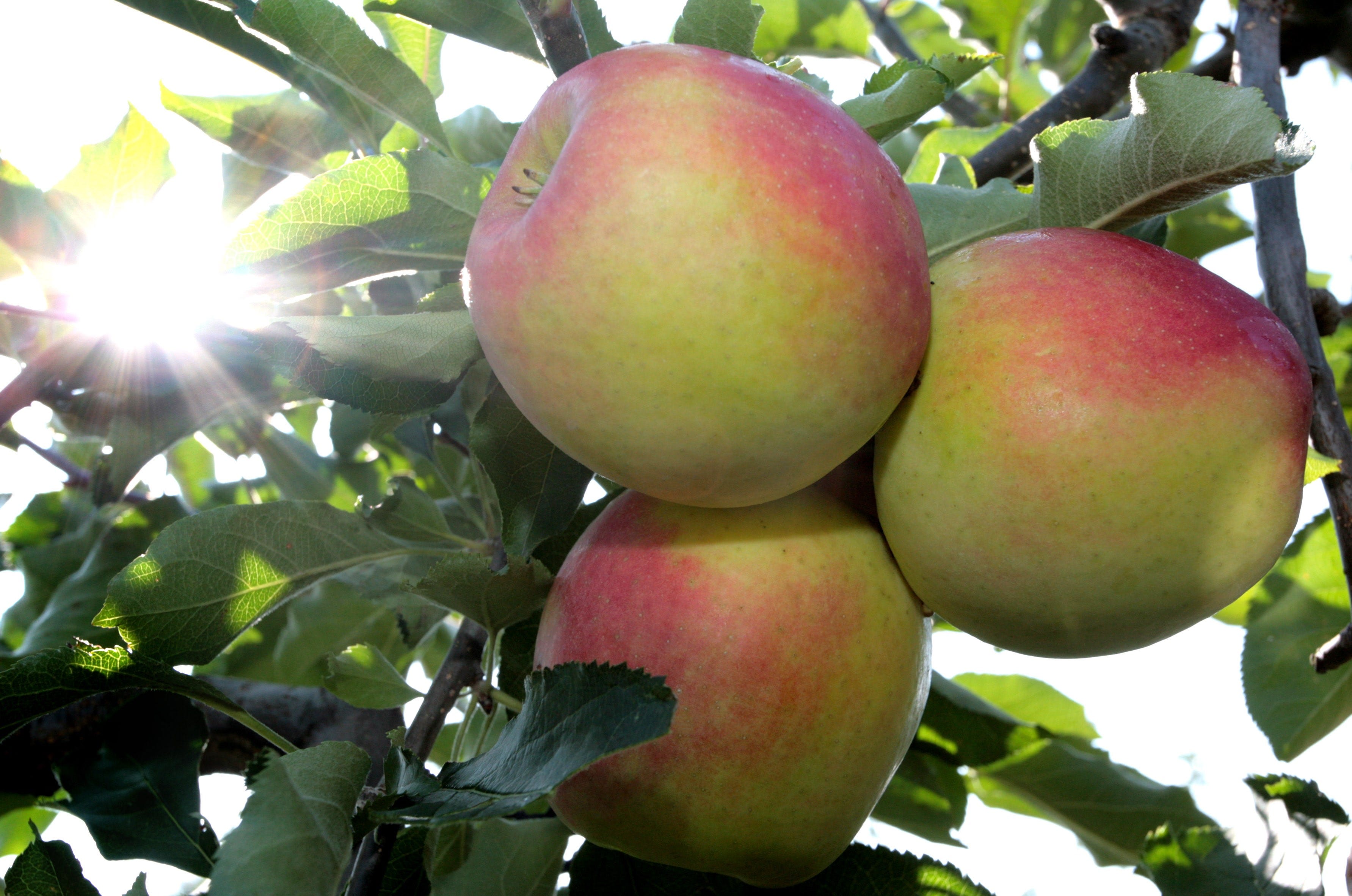 Article 17773 Thumbnail