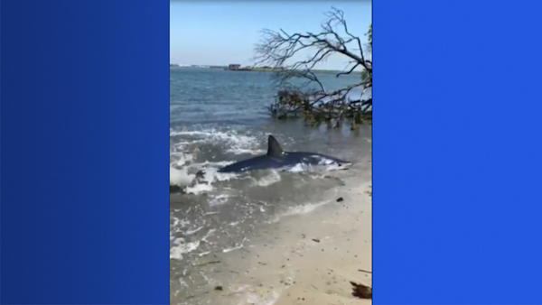 Shark washes up on Long Island shore