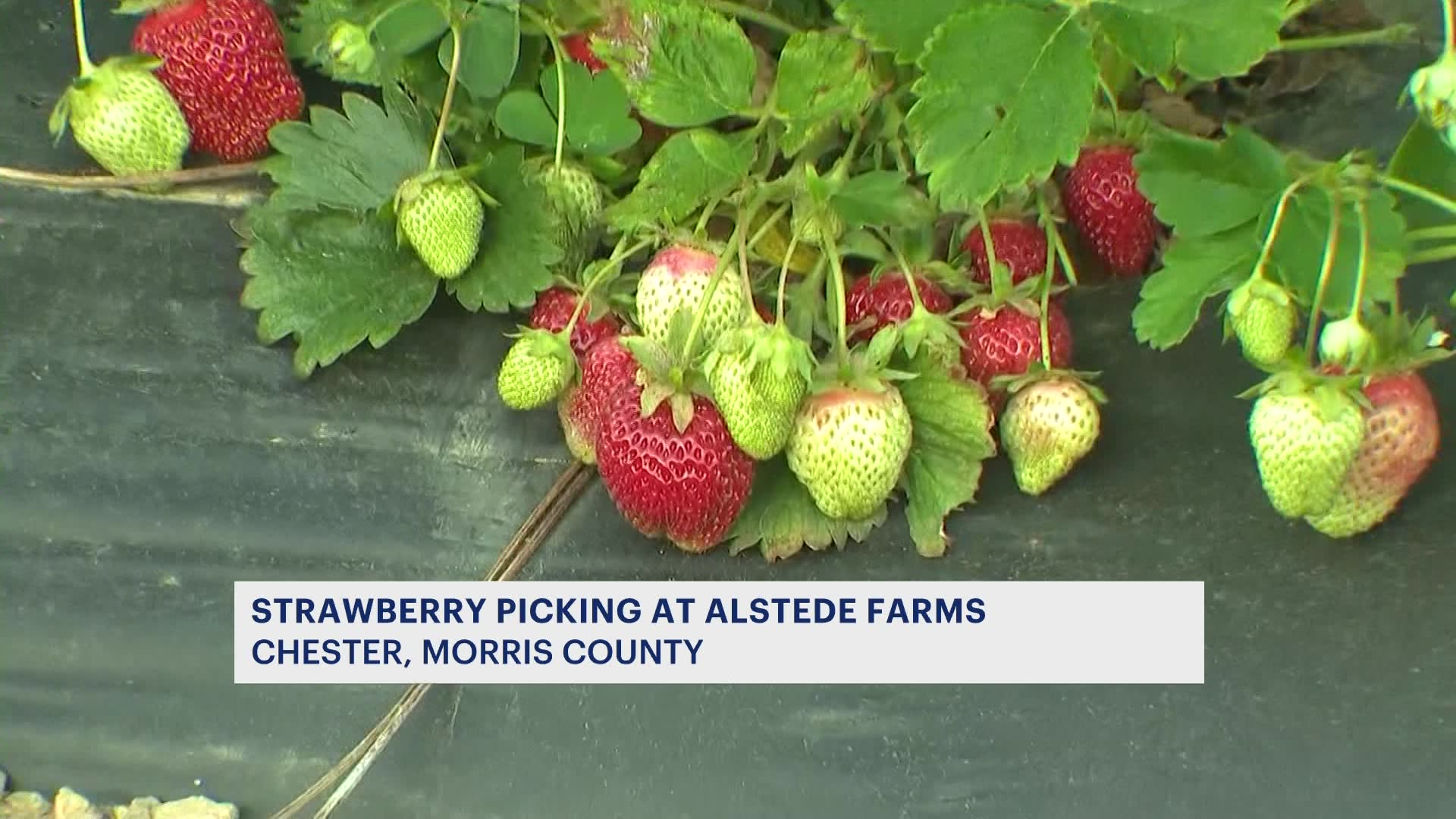 What to know about strawberry picking season in New Jersey