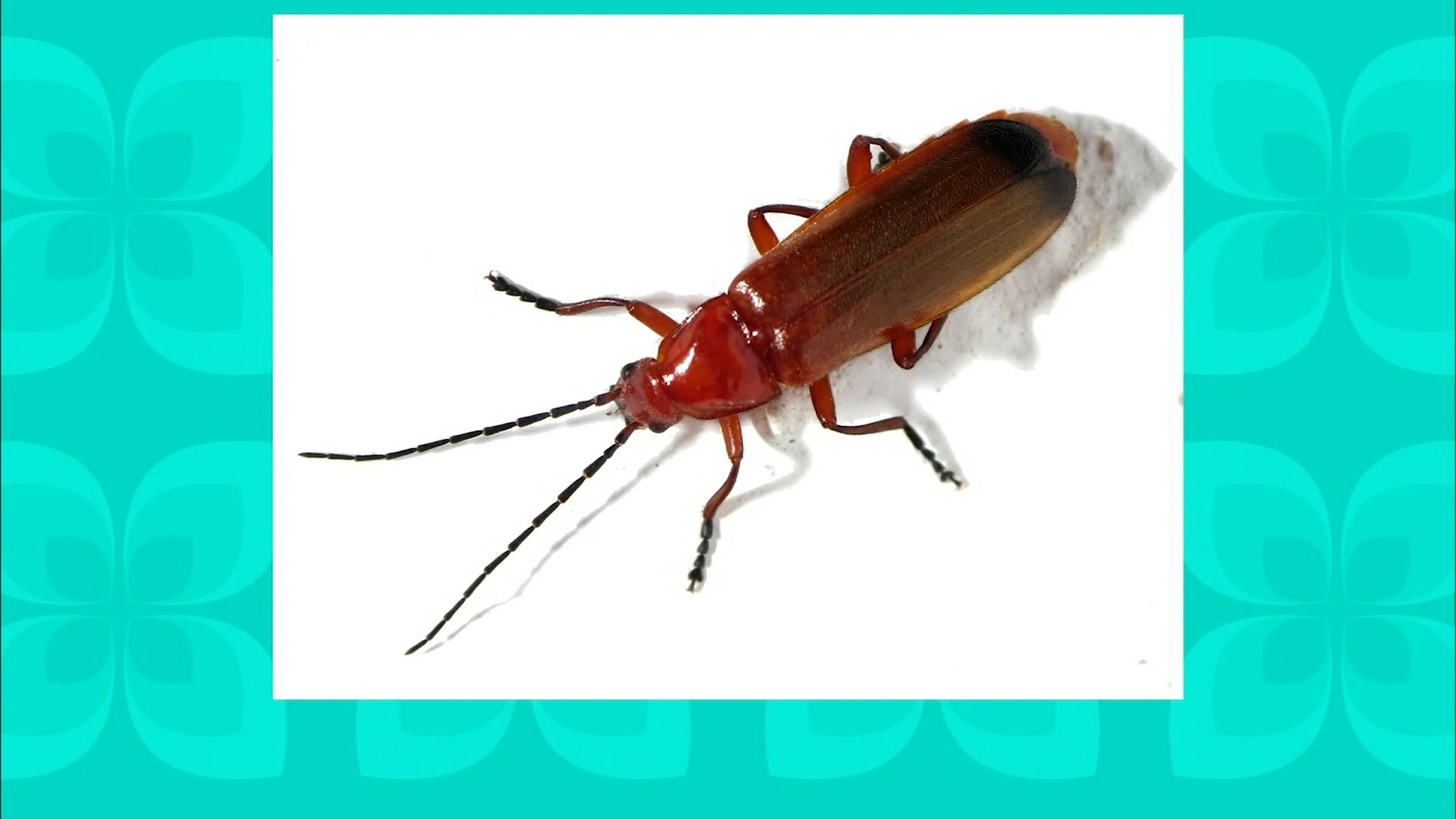 Article 269100 Thumbnail