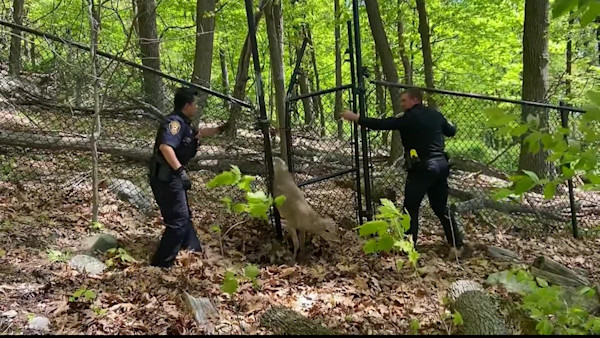 Ramapo police rescue deer stuck in fence