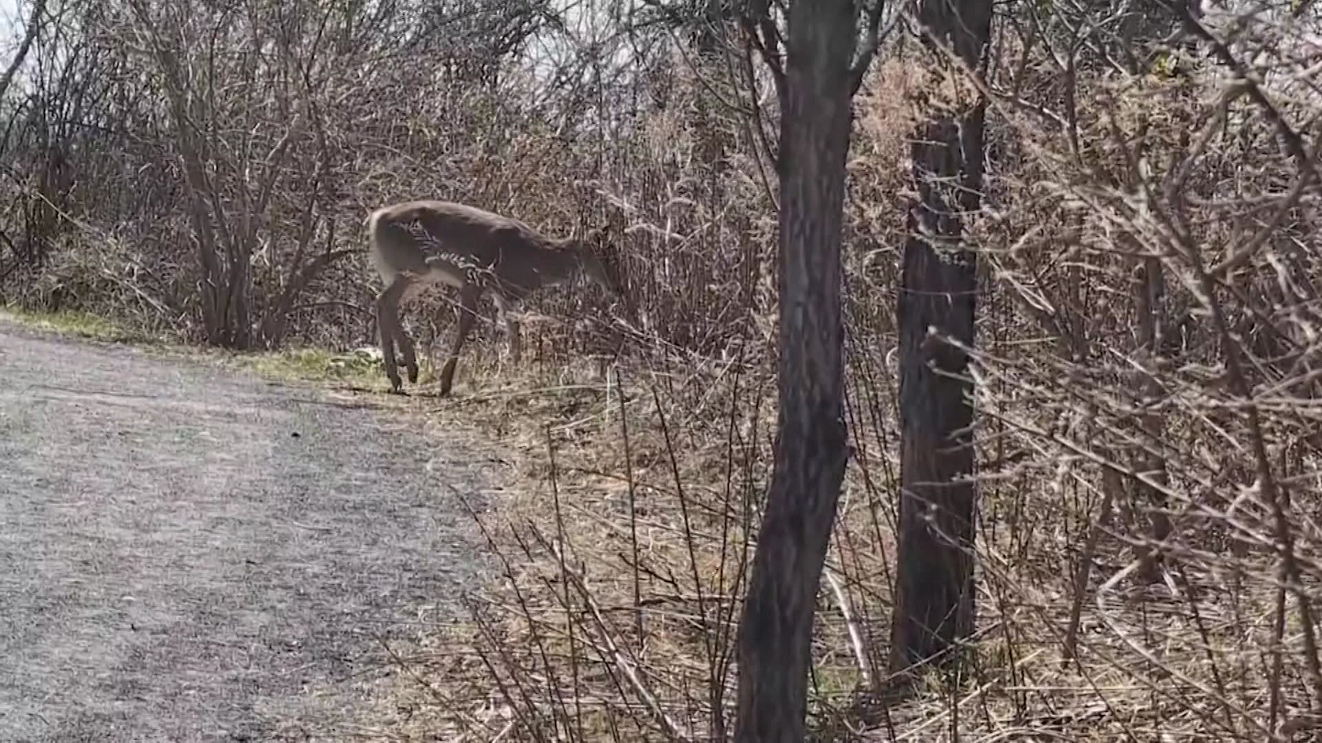 RELibertyStateDeerHunt_2026-03-30-17-46-17