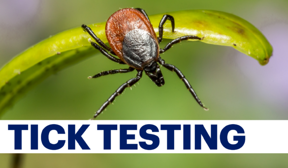 tick testing