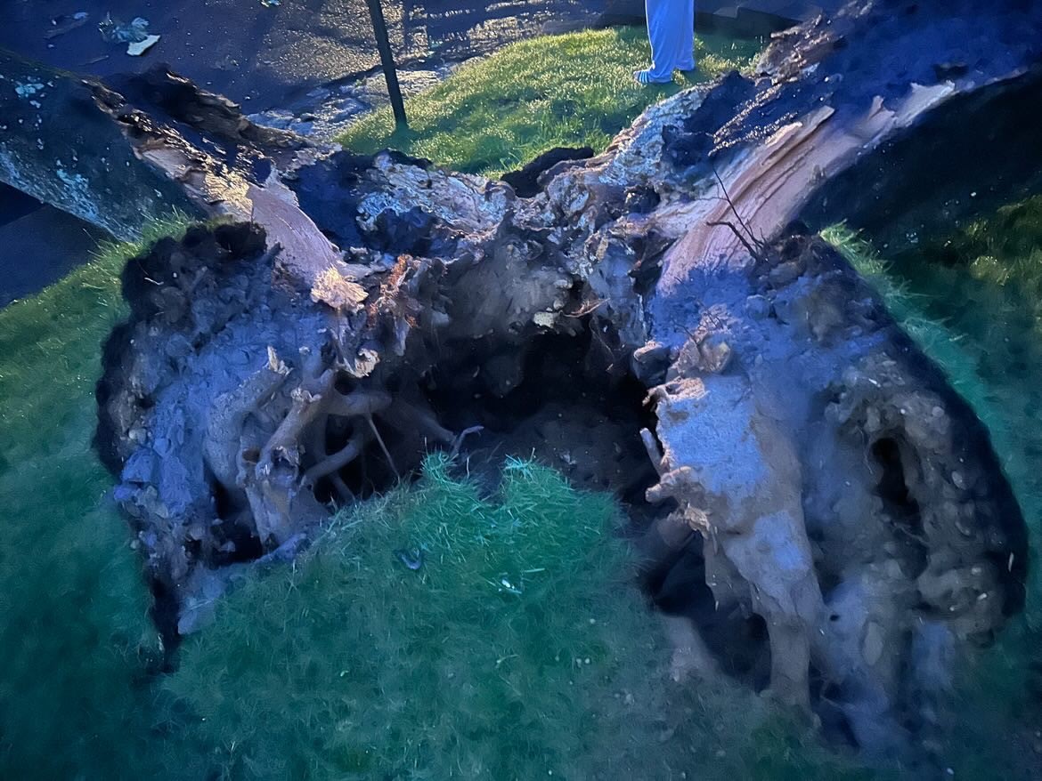 'The house shook' Tree down in Patchogue following overnight storms