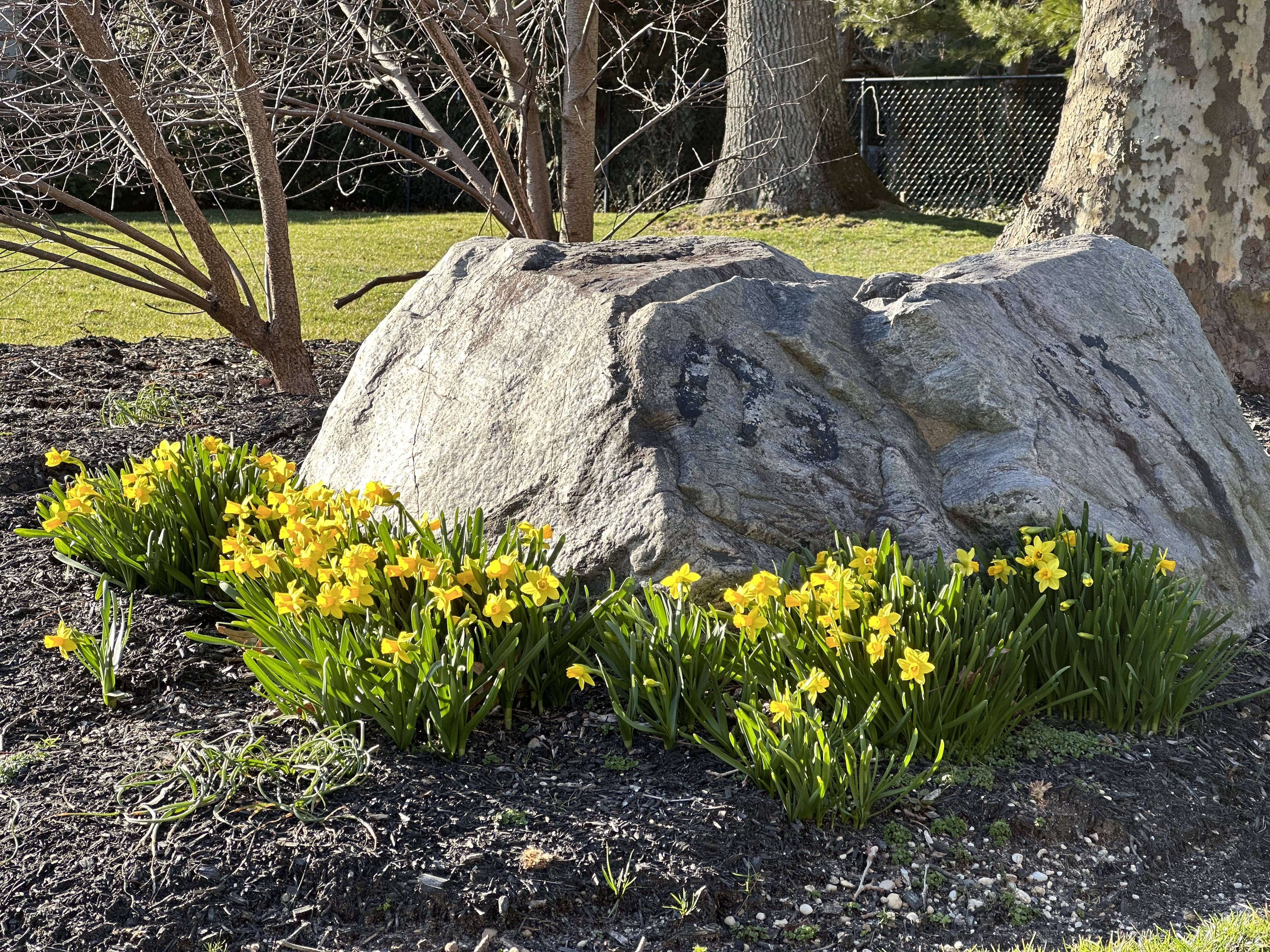 cyclamen daffodil.jpeg