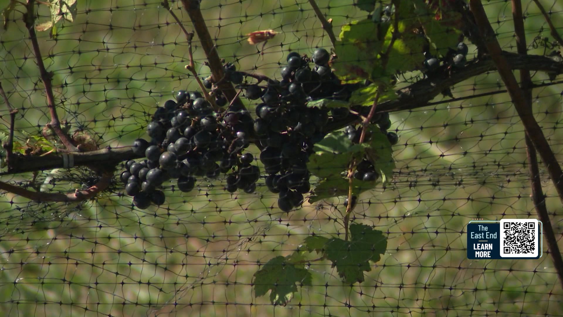 LiEastEndWineTour1031_2024-10-31-13-22-28