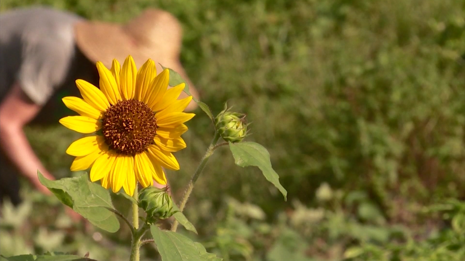 331thecostofgardenign_2026-03-31-05-27-39