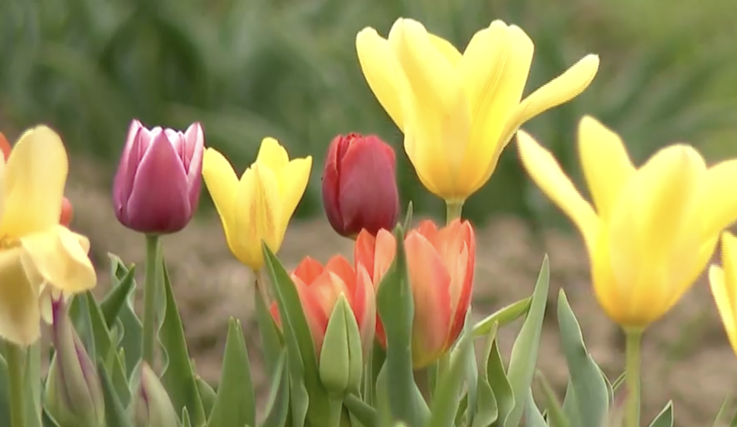 Screenshot 2024-03-26 at 12.22.32 PM