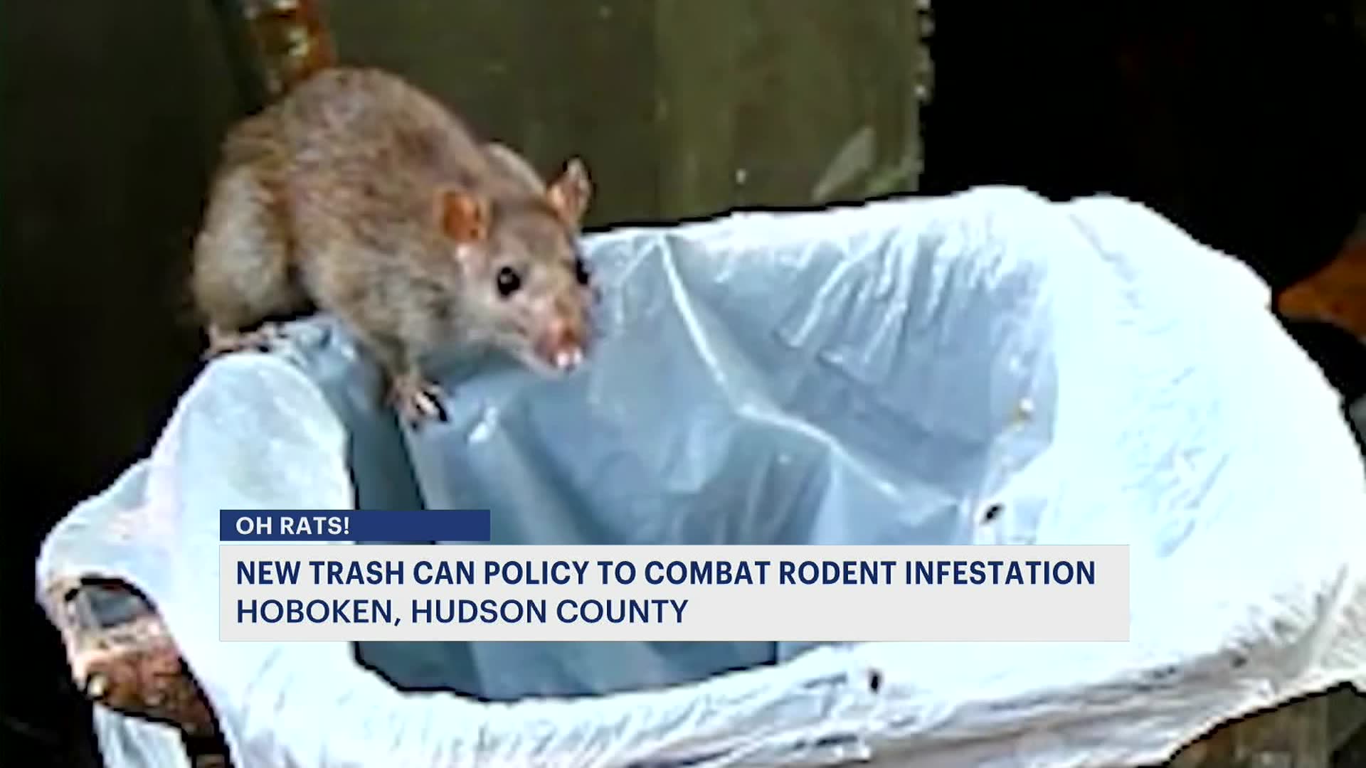 Hoboken steps up fight against rats, approves new city rules for trash