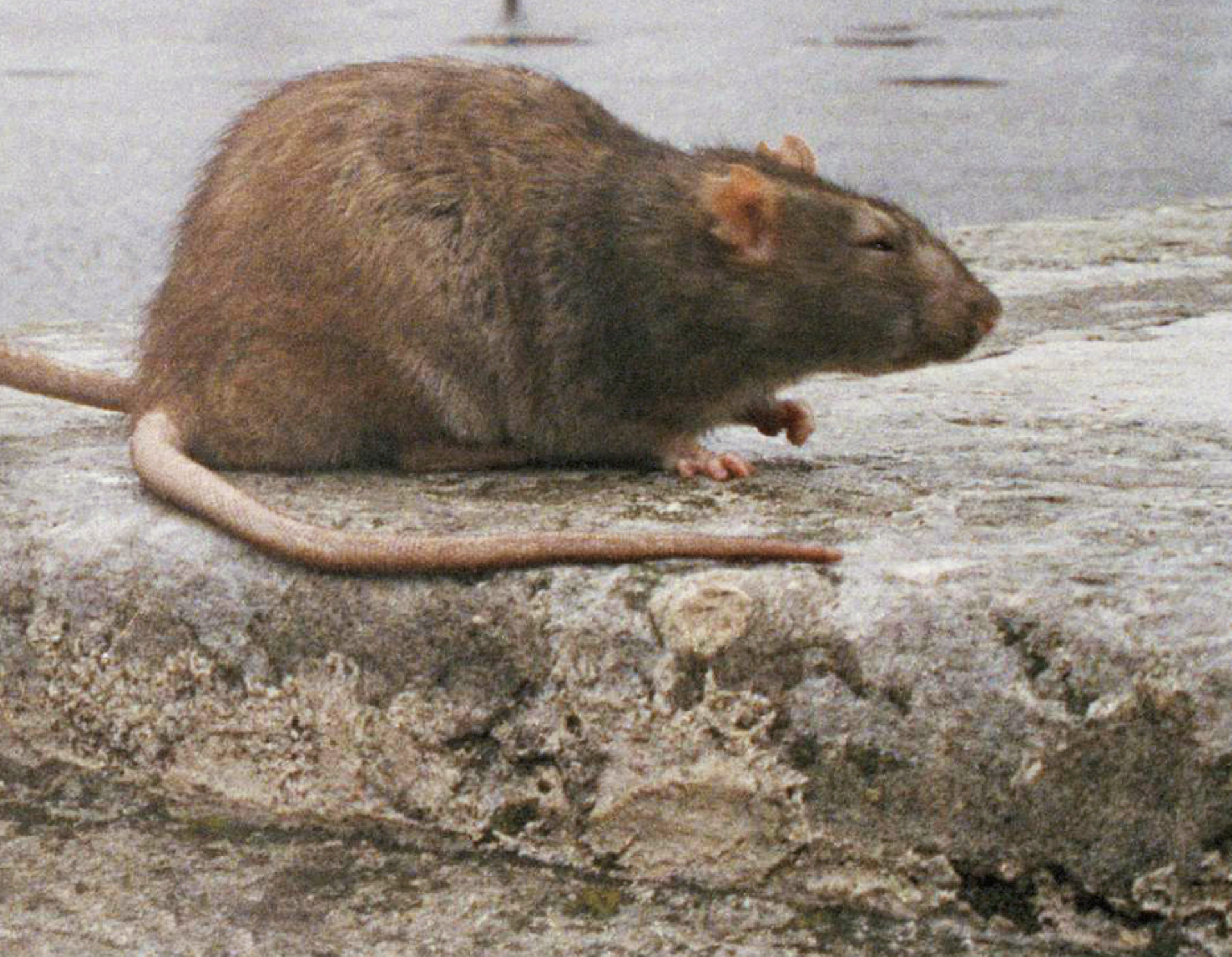 Rat race: Report ranks New York as second 'rattiest city' in US