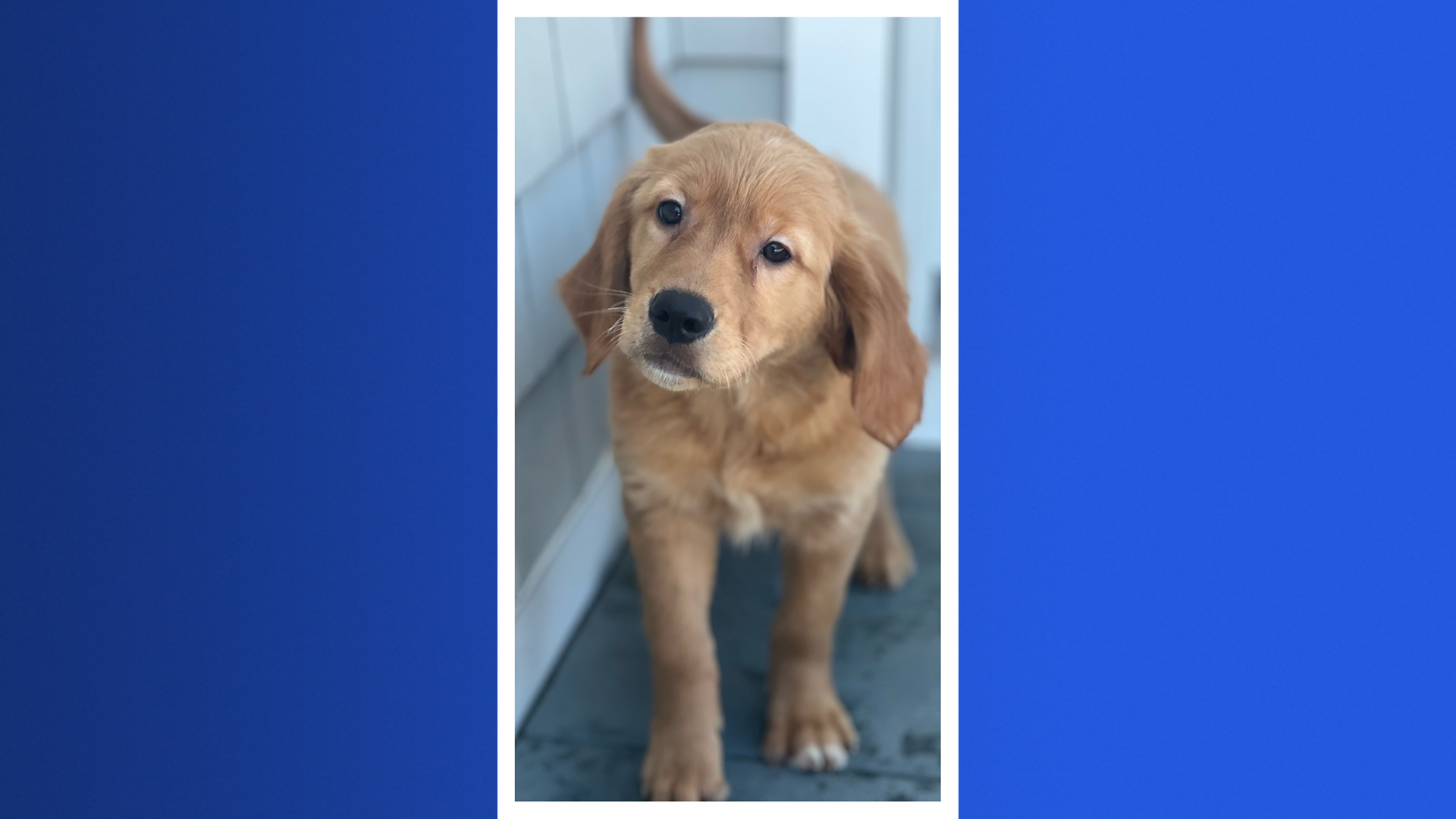 MicrosoftTeams-image (1).png