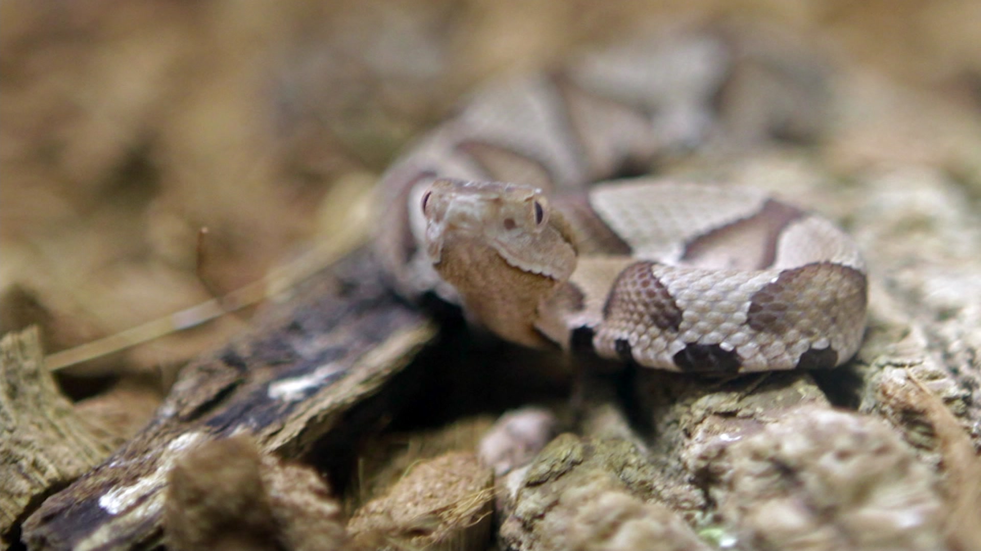 Two-headed rattlesnake found in New Jersey