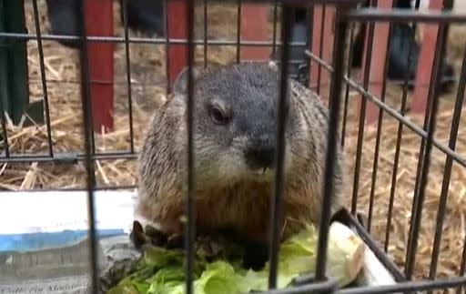 holtsville ecology center groundhog day 2025