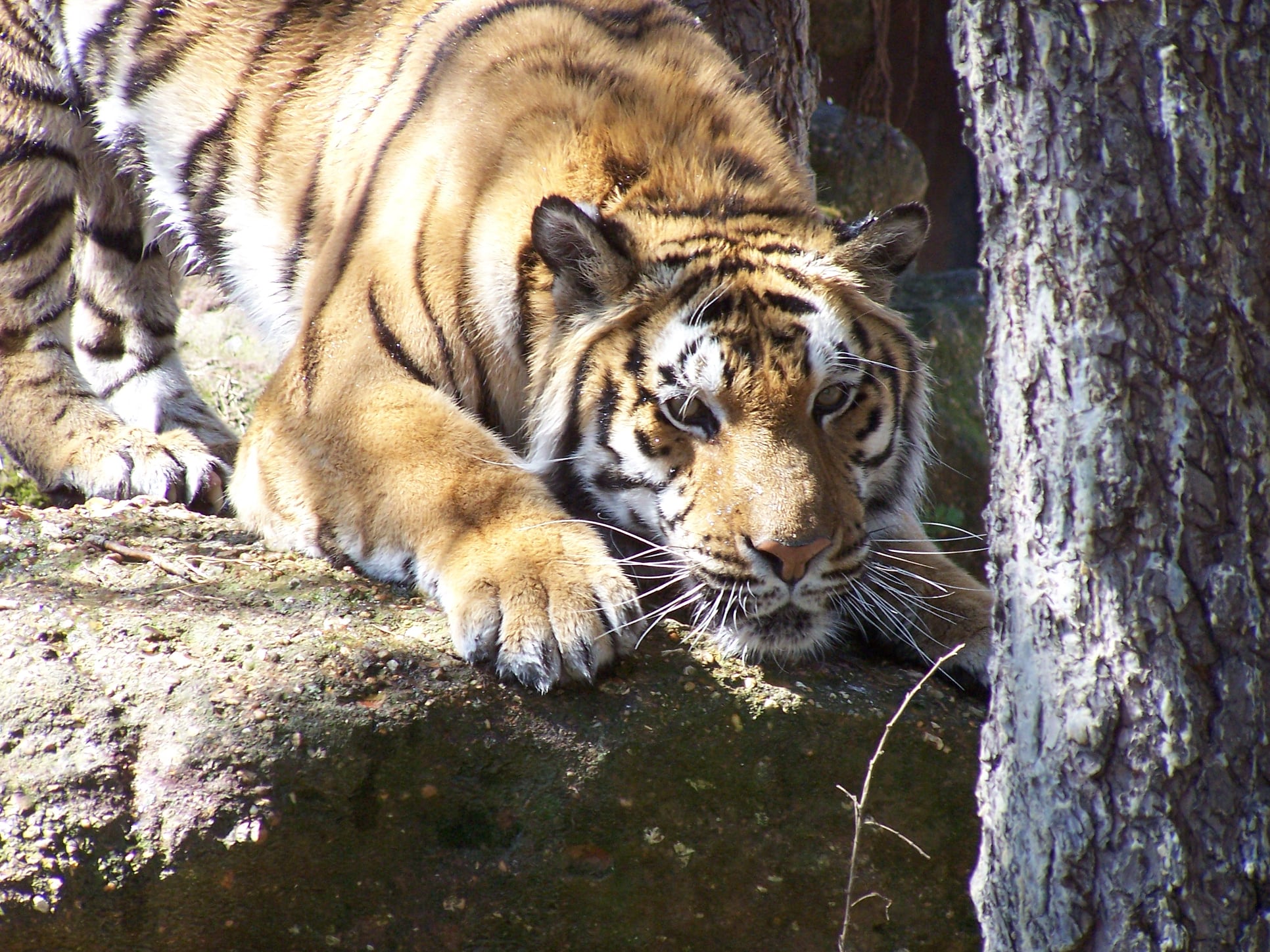 The Mystery Behind New Jersey's 'Tiger Lady' - New Jersey Digest