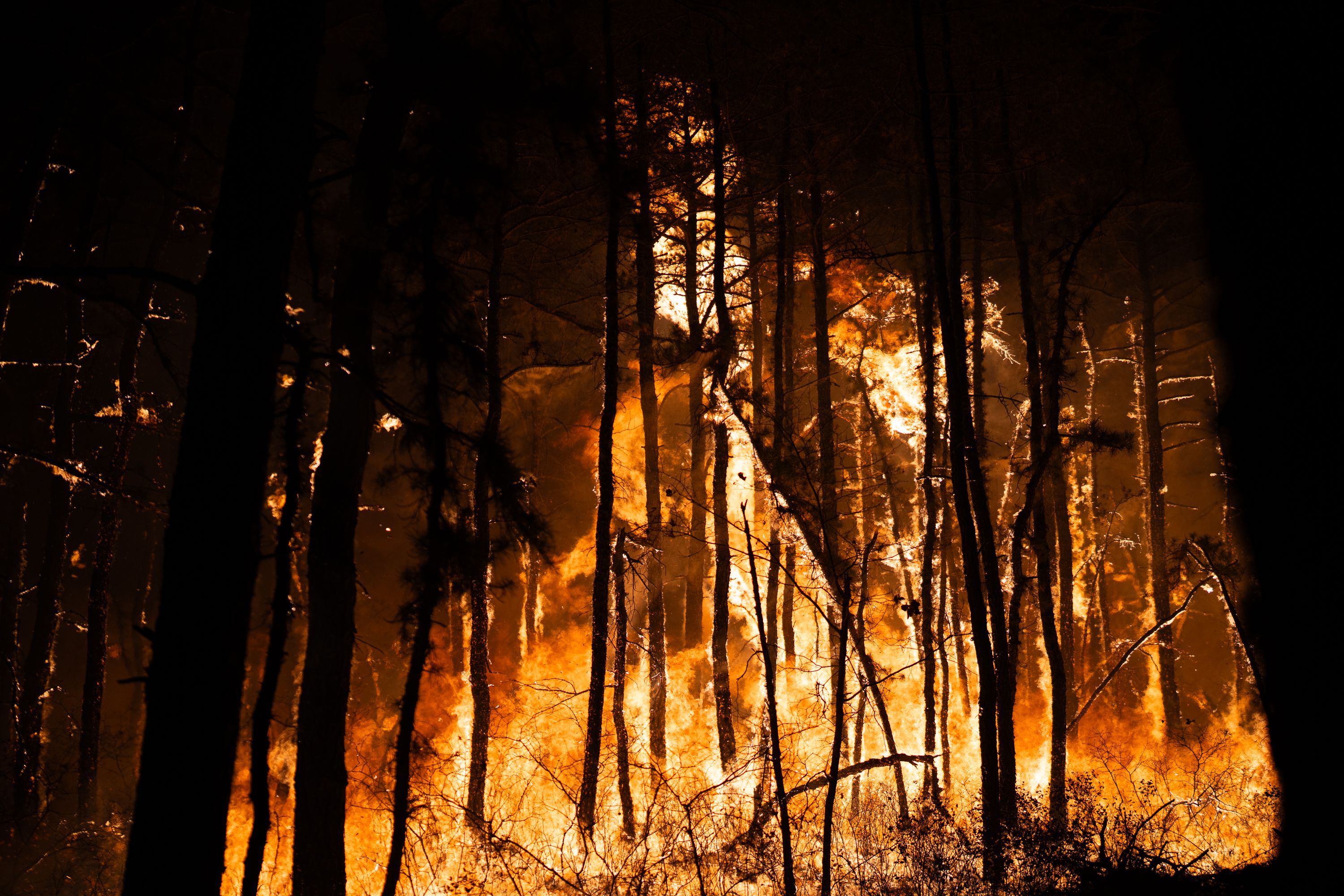 Shotgun Wildfire 2.jpeg