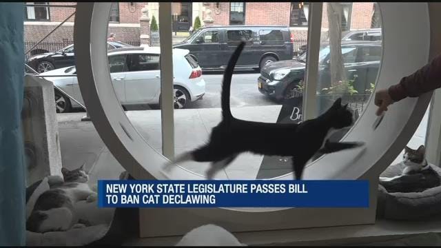 Article 42951 Thumbnail