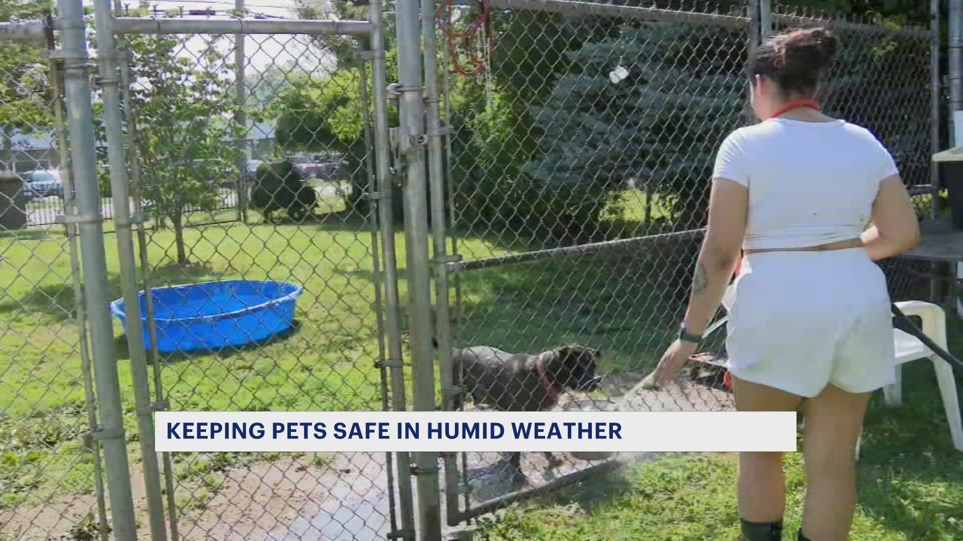 can humidity affect dogs