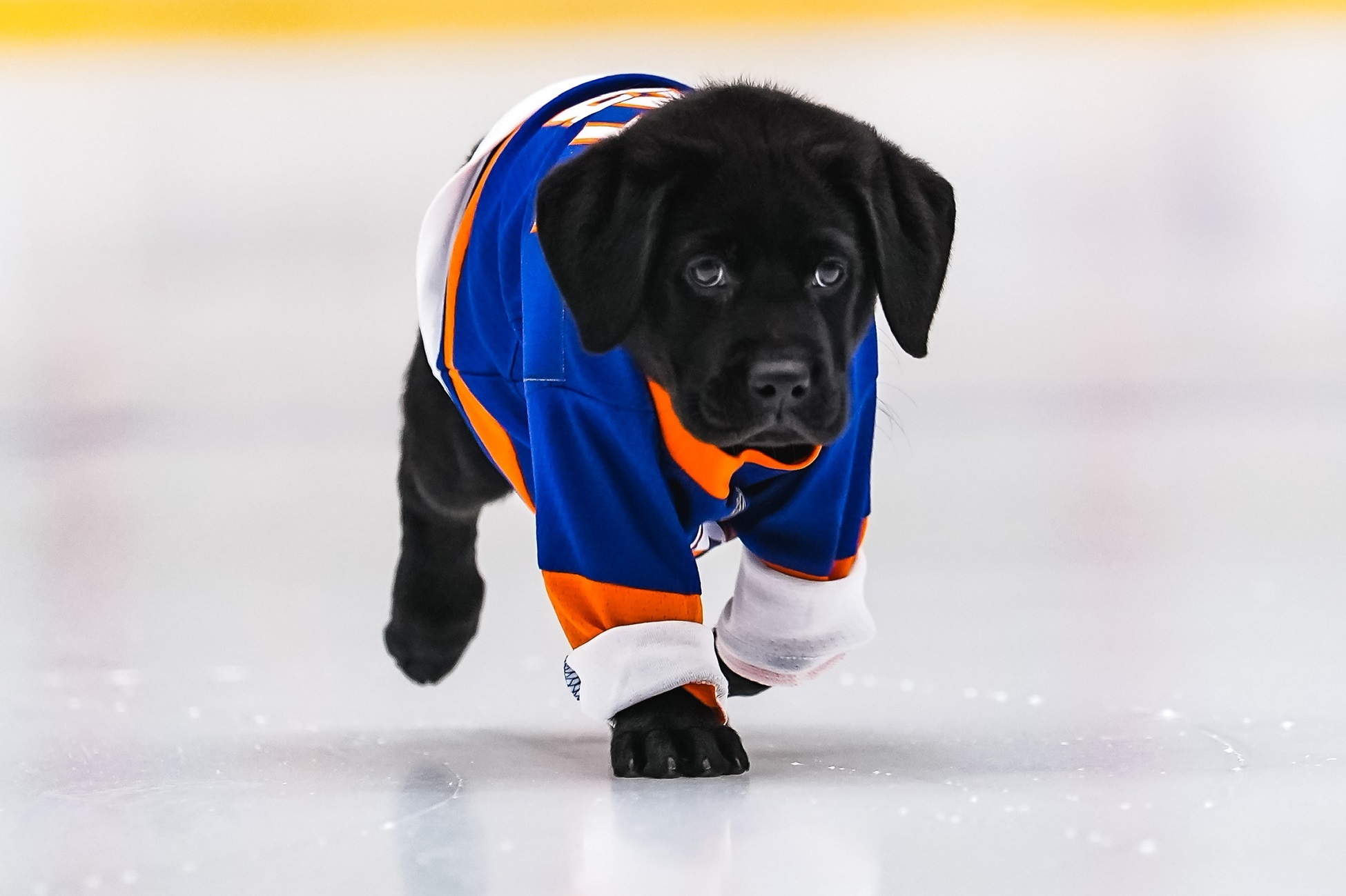 New York Islanders NHL Dog Jersey
