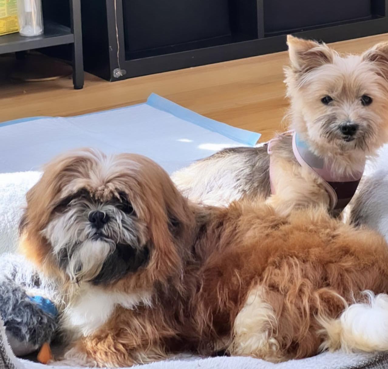 SPCA Westchester.jpg