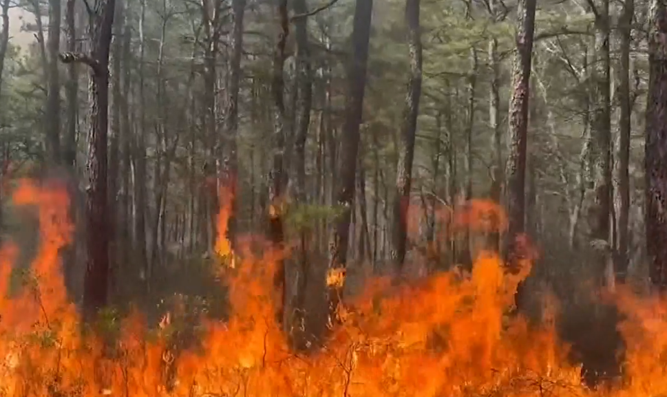 Barnegat Twp. Wildfire