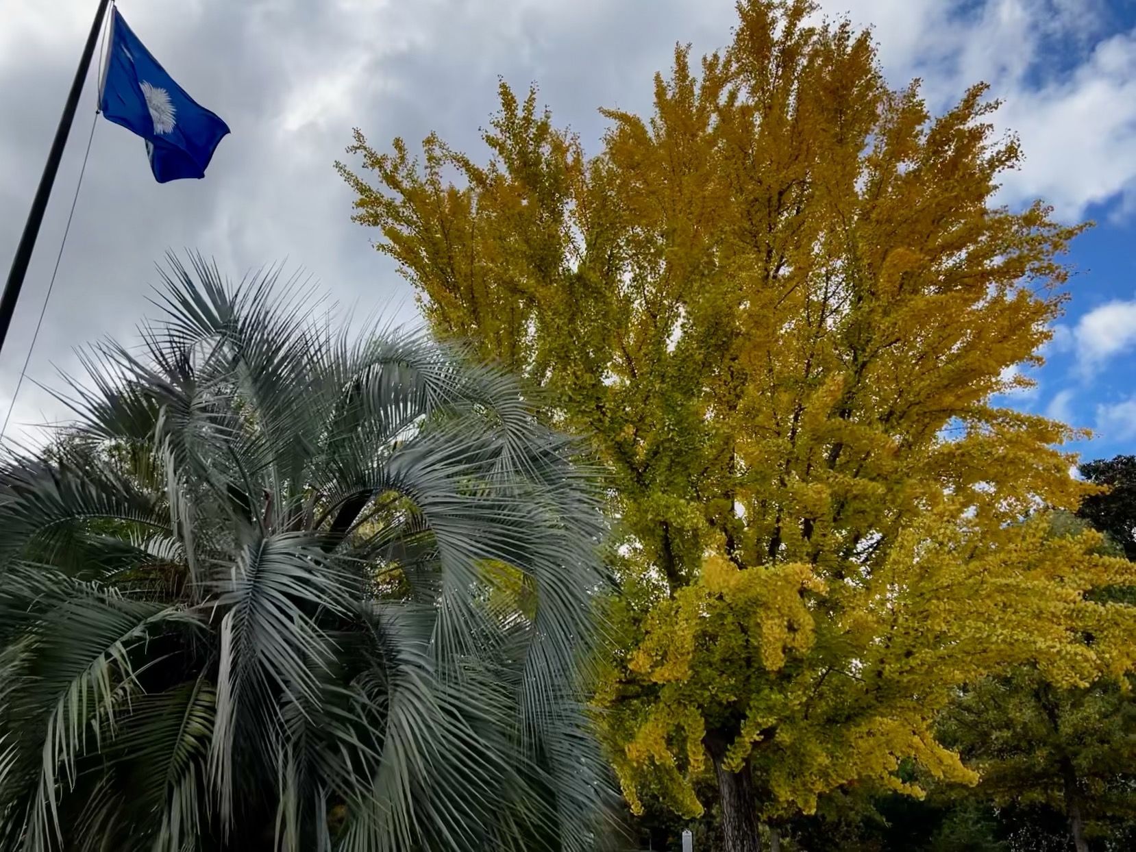 Pindo Palm in South Carolina.JPEG