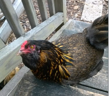 Article 50075 Thumbnail