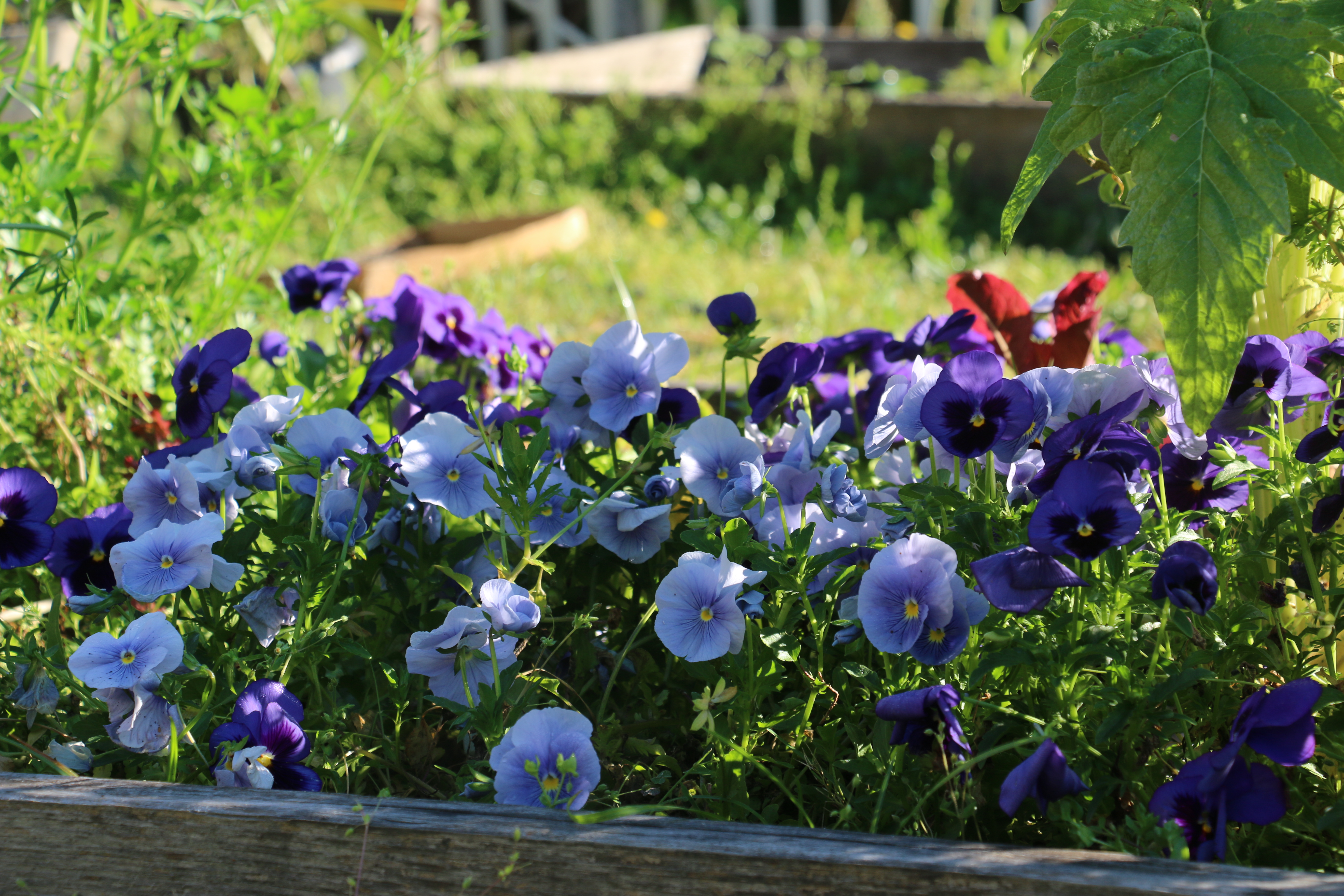 pansies